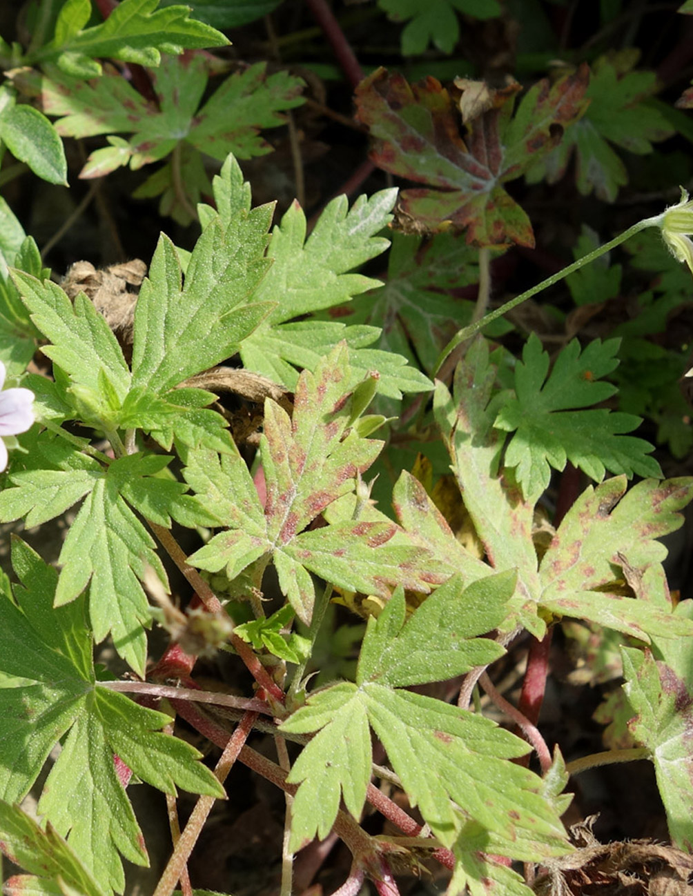 Image of Geranium sibiricum specimen.