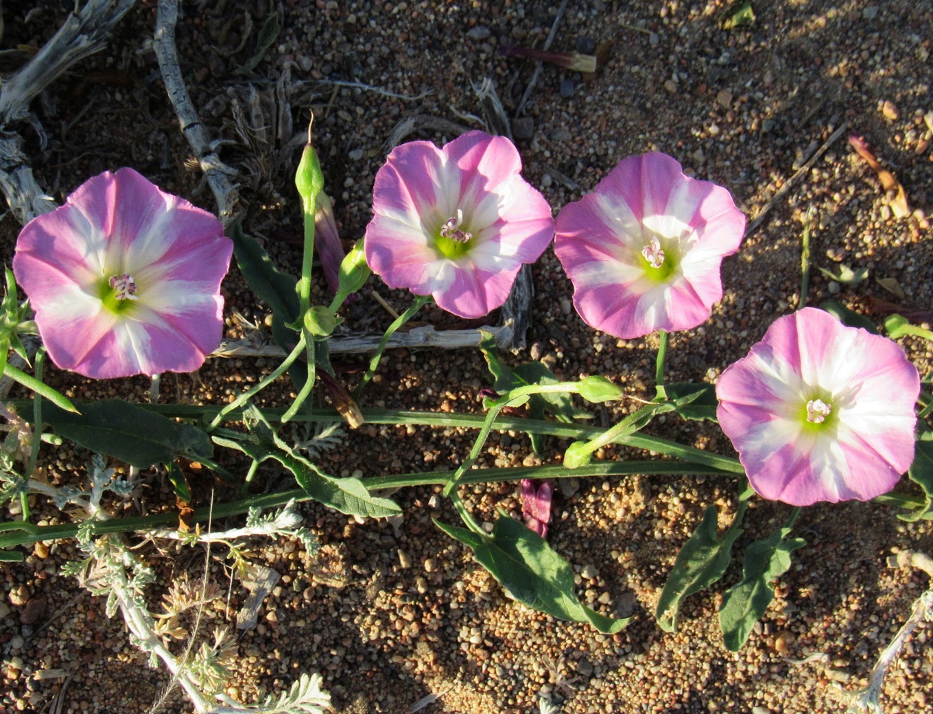 Изображение особи Convolvulus arvensis.