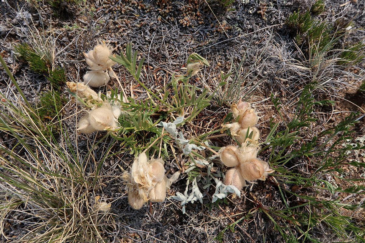 Image of genus Oxytropis specimen.