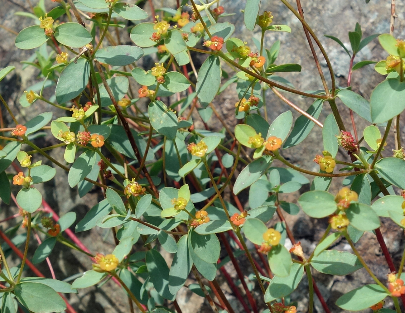 Изображение особи Euphorbia pachyrrhiza.