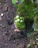 Dysosma pleiantha