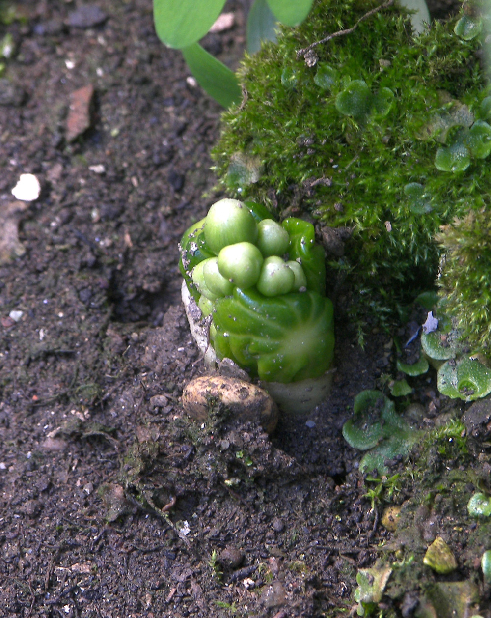 Изображение особи Dysosma pleiantha.