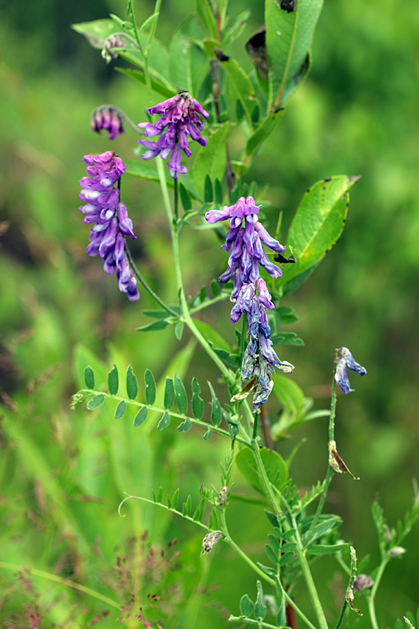 Изображение особи Vicia cracca.