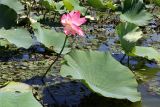 Nelumbo caspica