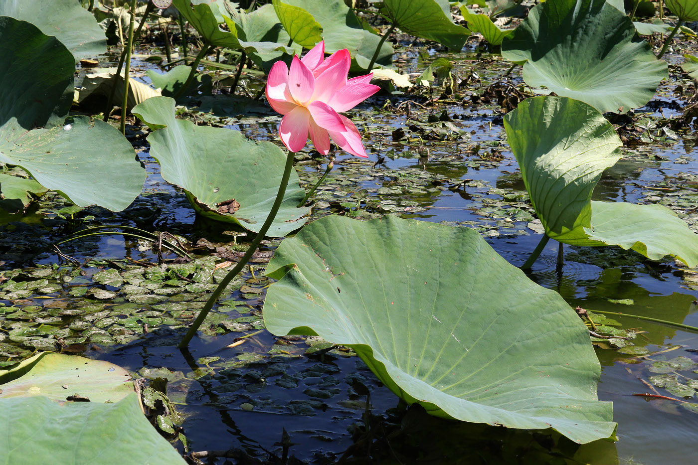 Изображение особи Nelumbo caspica.