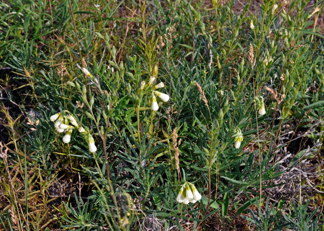 Image of Onosma tanaitica specimen.