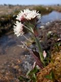 Petasites frigidus