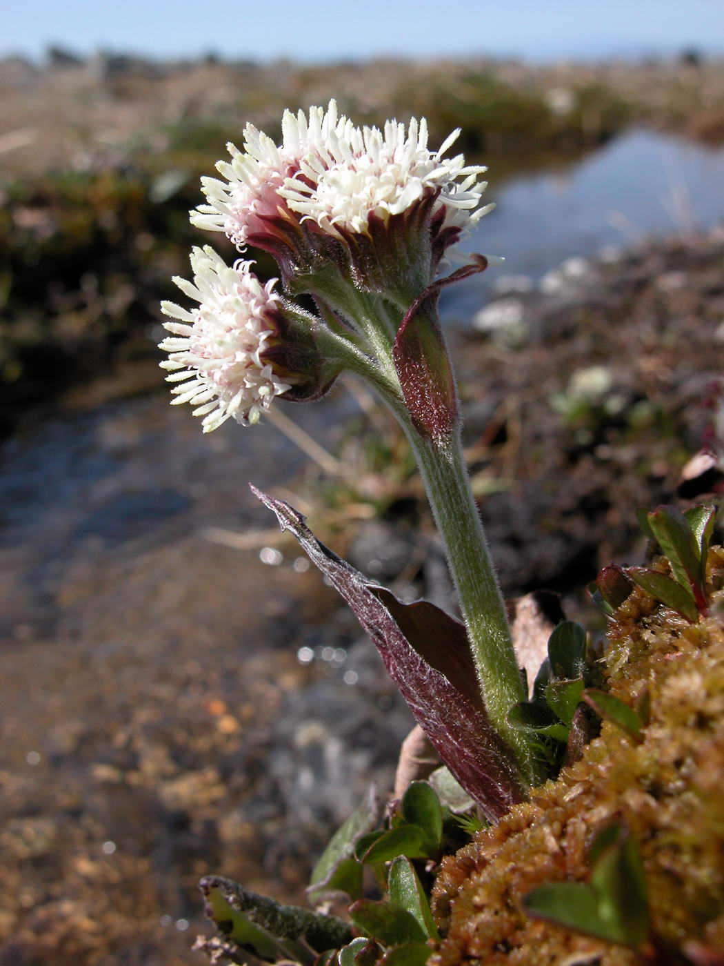 Изображение особи Petasites frigidus.