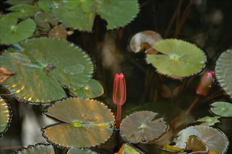 Изображение особи Nymphaea rubra.