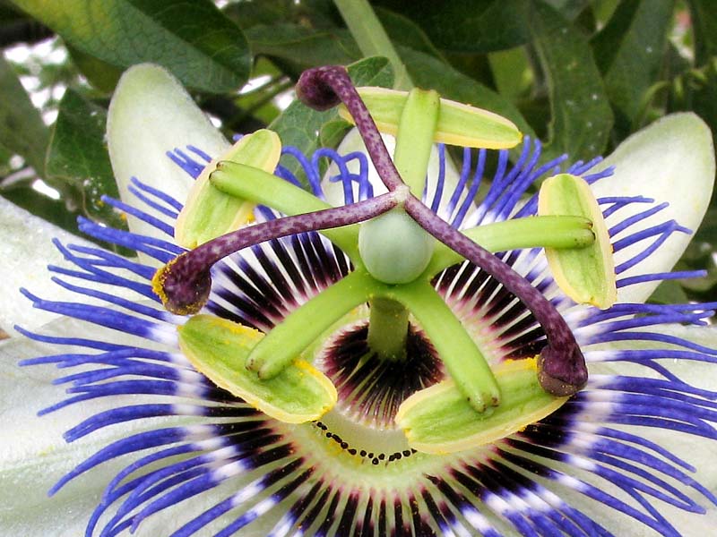 Image of Passiflora caerulea specimen.