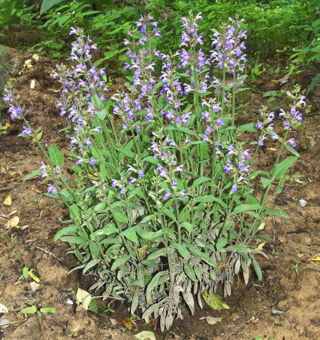 Изображение особи Salvia officinalis.