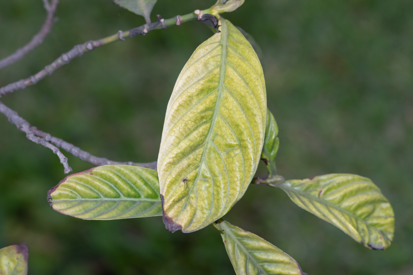 Image of Psychotria viridis specimen.