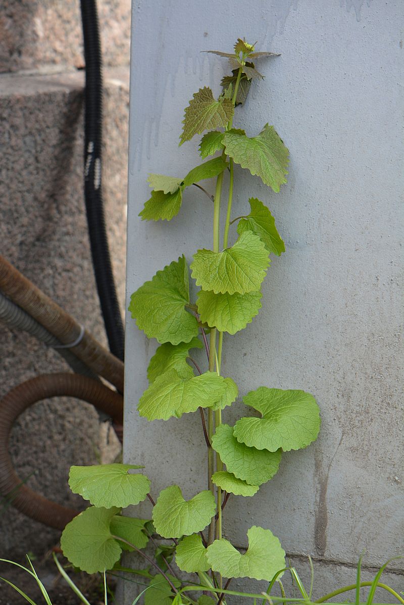 Image of Alliaria petiolata specimen.