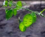 Lunaria annua. Верхушка пазушного побега с плодами. Пермский край, г. Пермь, Кировский р-н, клумба у жилого дома. 28.05.2020.