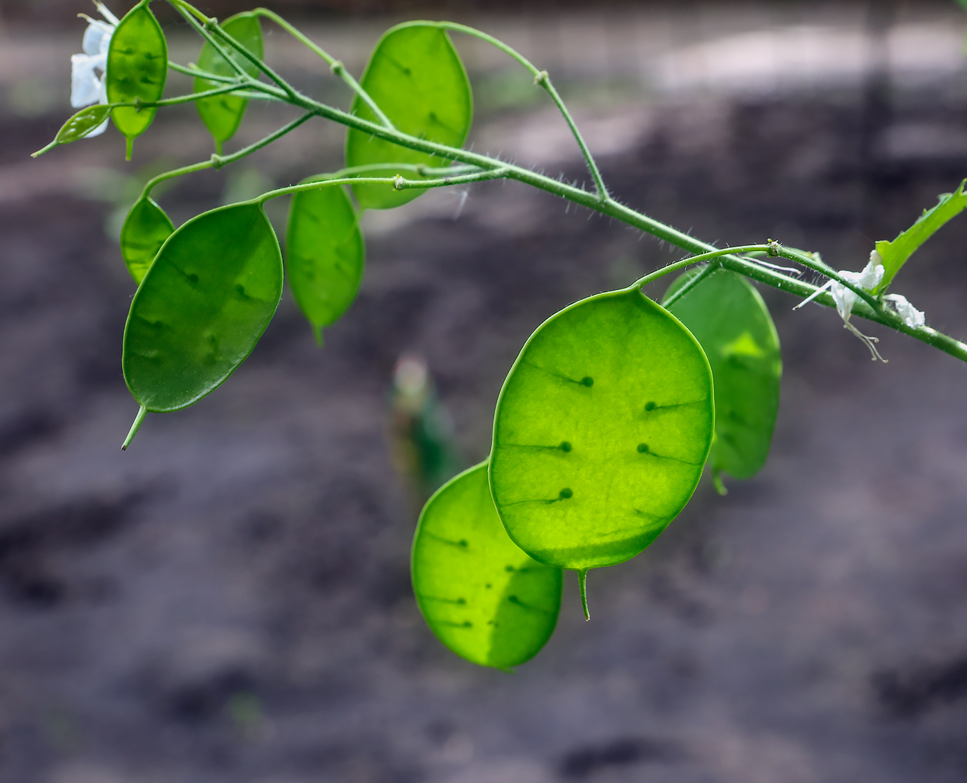 Изображение особи Lunaria annua.