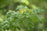 Caragana arborescens. Цветок и листья. Санкт-Петербург, Выборгский р-н, парк «Сосновка», опушка светлого леса. 02.06.2020.