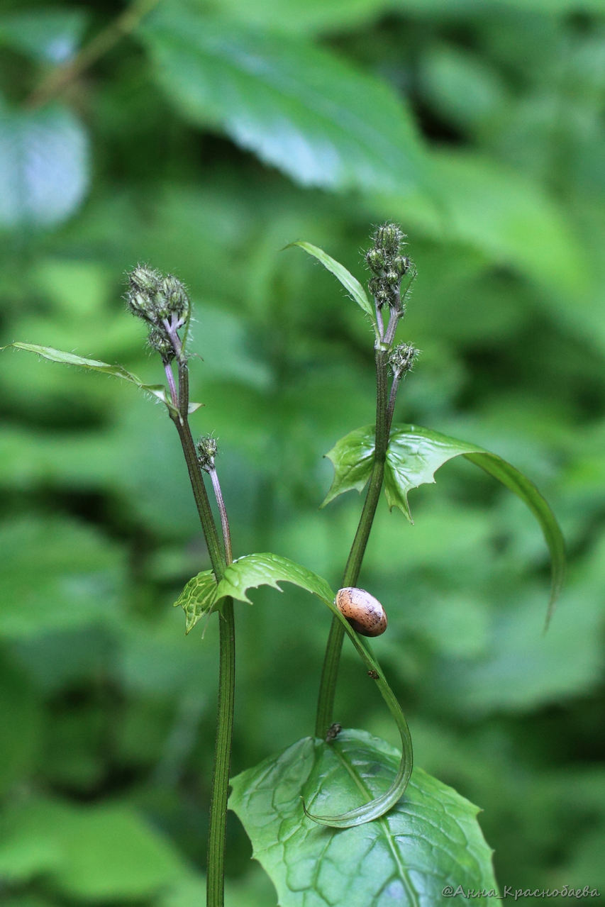 Image of Crepis paludosa specimen.