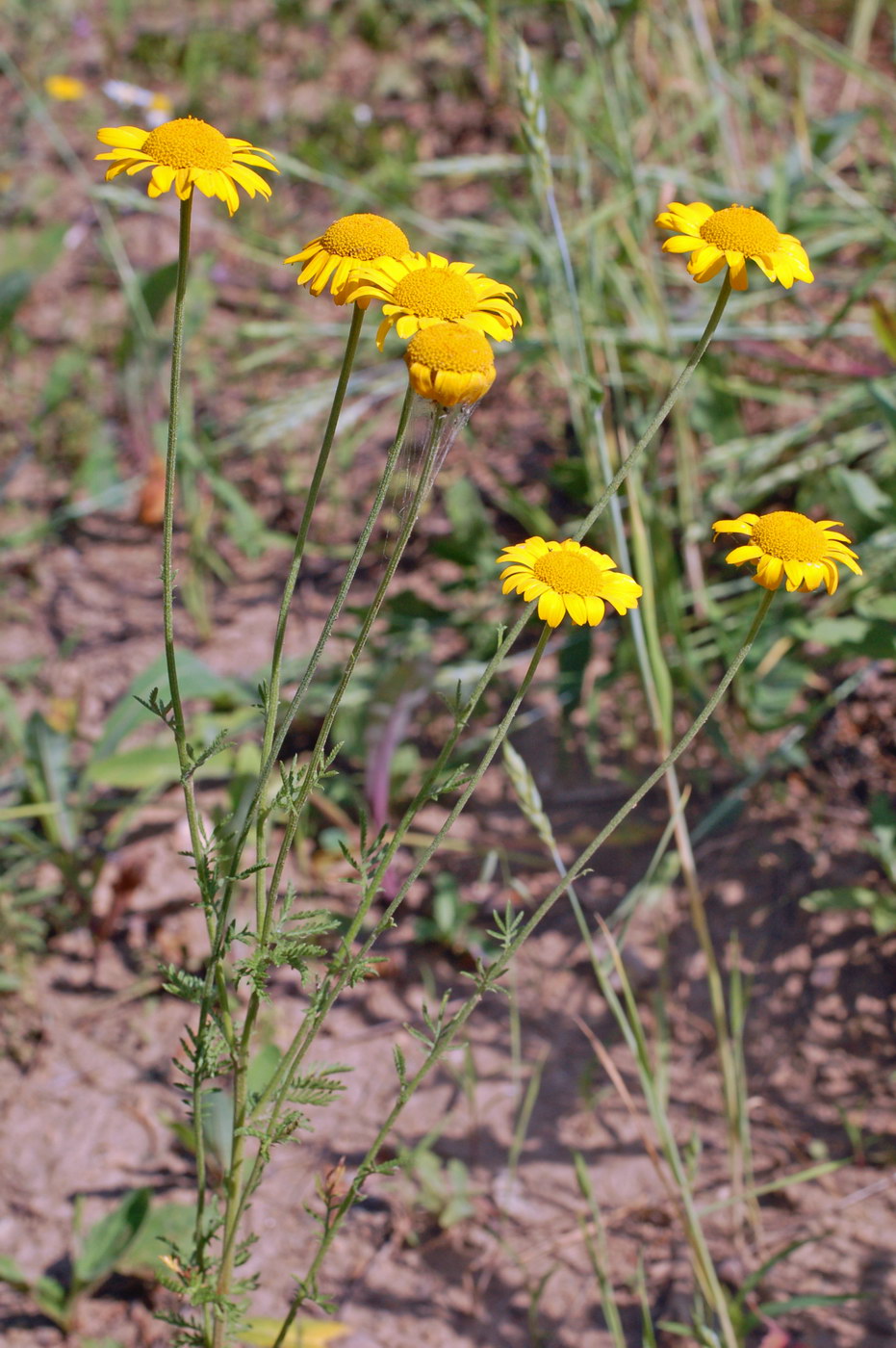 Изображение особи Anthemis tinctoria.