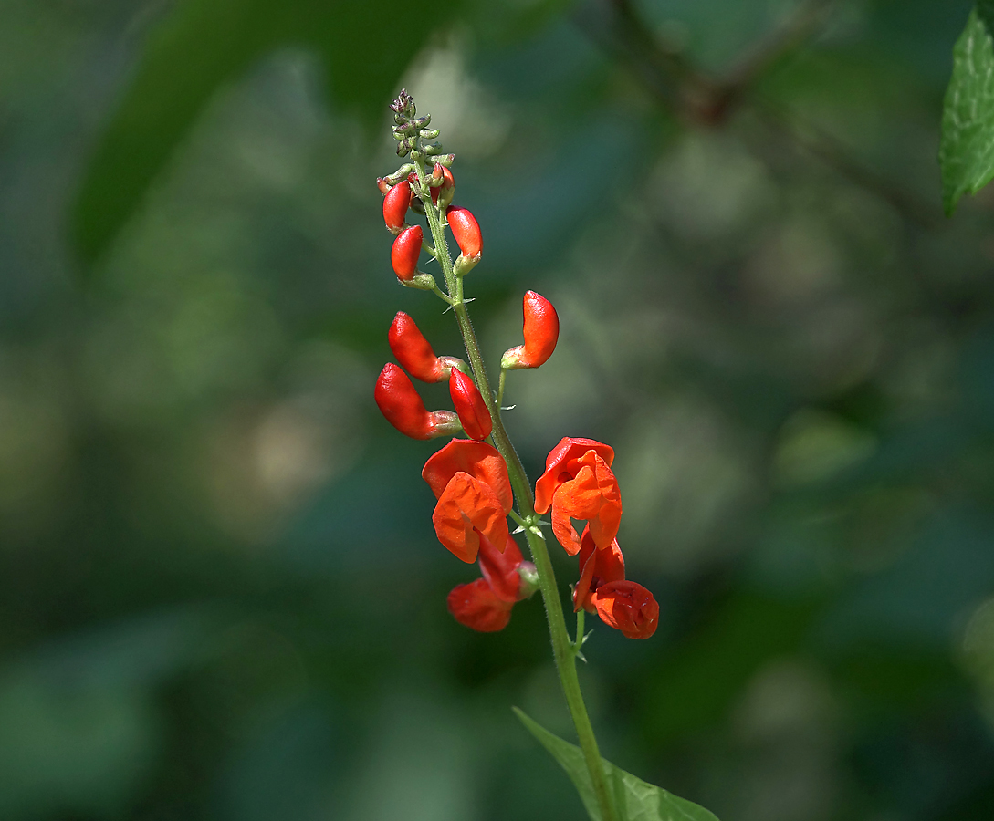 Изображение особи Phaseolus coccineus.