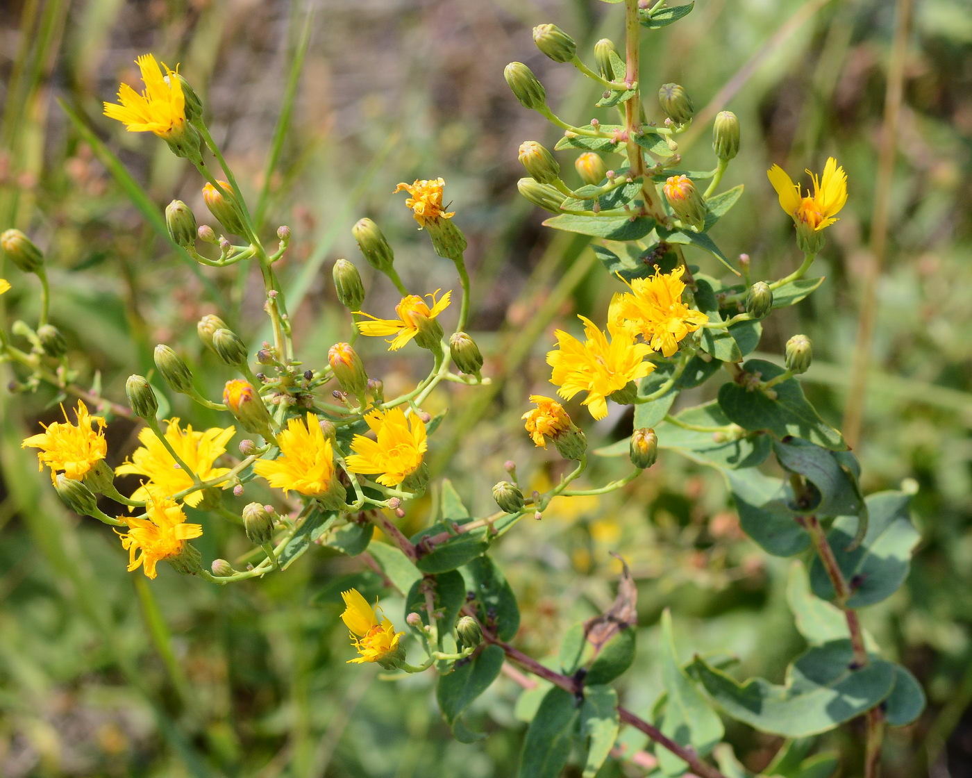 Изображение особи Hieracium virosum.