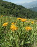 Inula orientalis