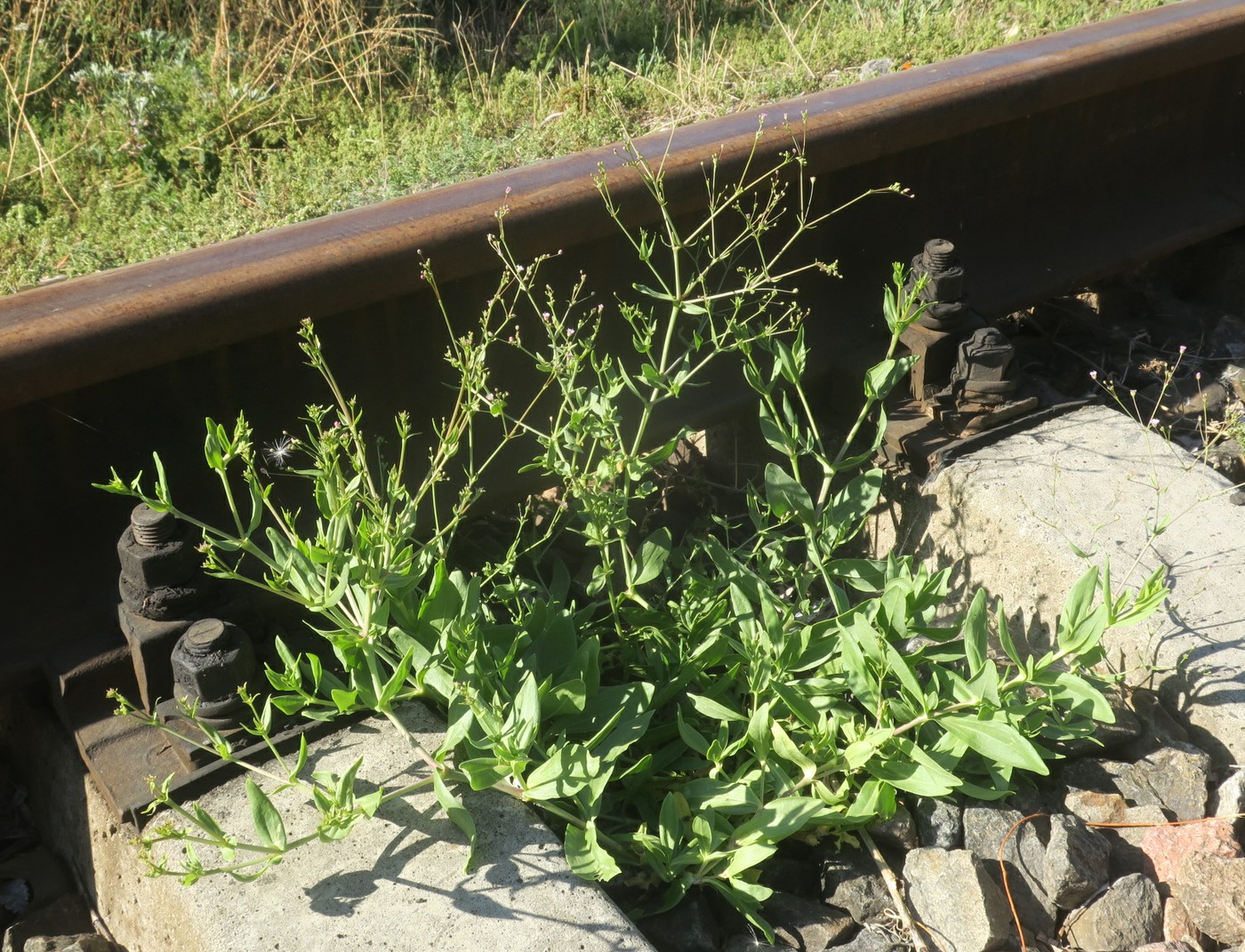 Image of Gypsophila perfoliata specimen.