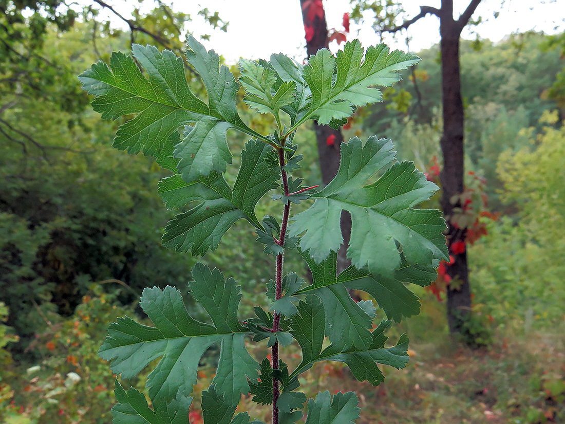 Изображение особи Crataegus rhipidophylla.