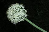 Allium cepa. Верхушка побега с соцветием. Белоруссия, пос. Езерище. Начало июля 2010 г.