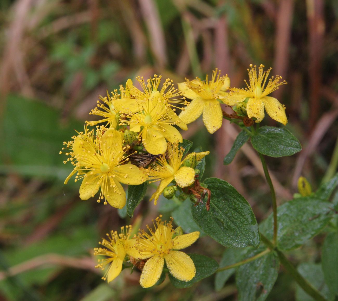 Image of Hypericum maculatum specimen.