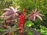 Ricinus communis. Верхушка цветущего растения. ФРГ, Нижняя Саксония, Ольденбург, ботанический сад Ольденбургского университета, в культуре. 1 сентября 2007 г.