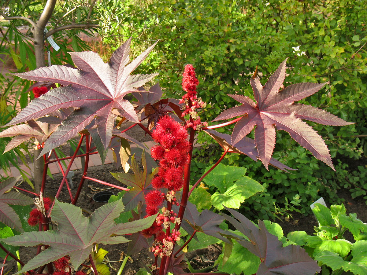 Image of Ricinus communis specimen.