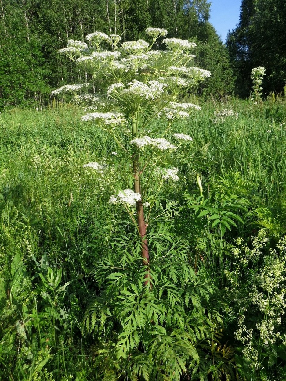 Изображение особи Pleurospermum uralense.