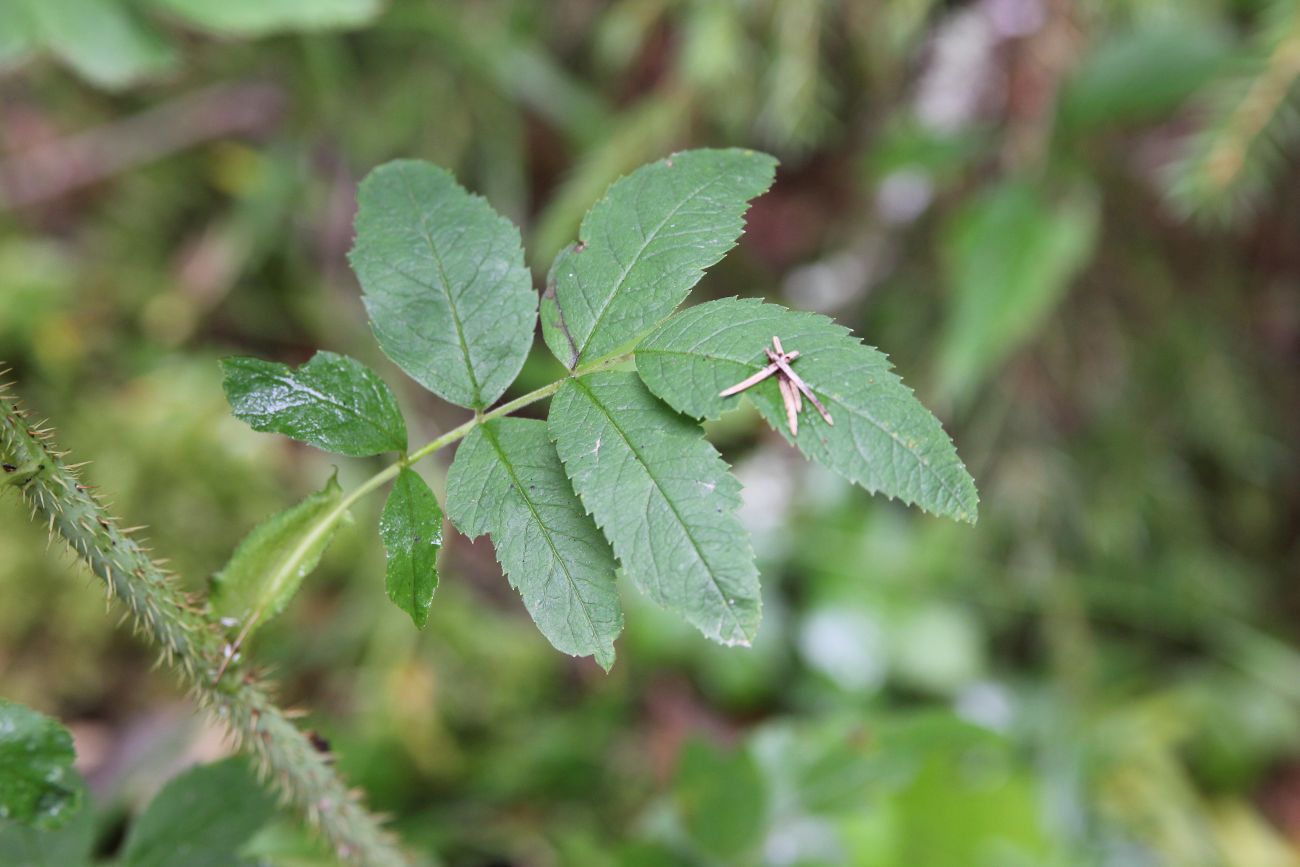 Image of genus Rosa specimen.