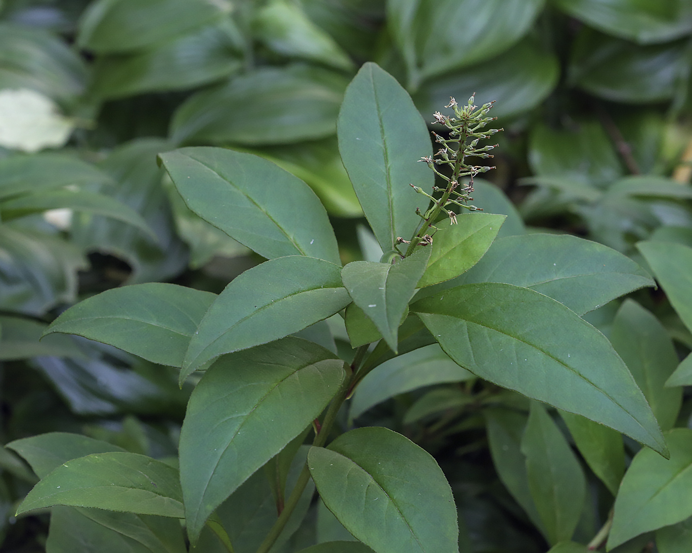 Image of Lysimachia clethroides specimen.