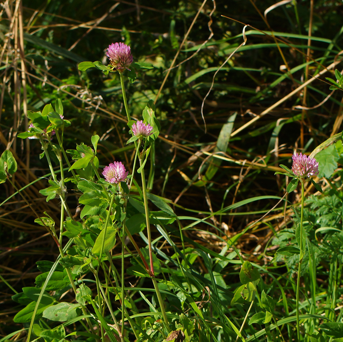 Изображение особи Trifolium pratense.