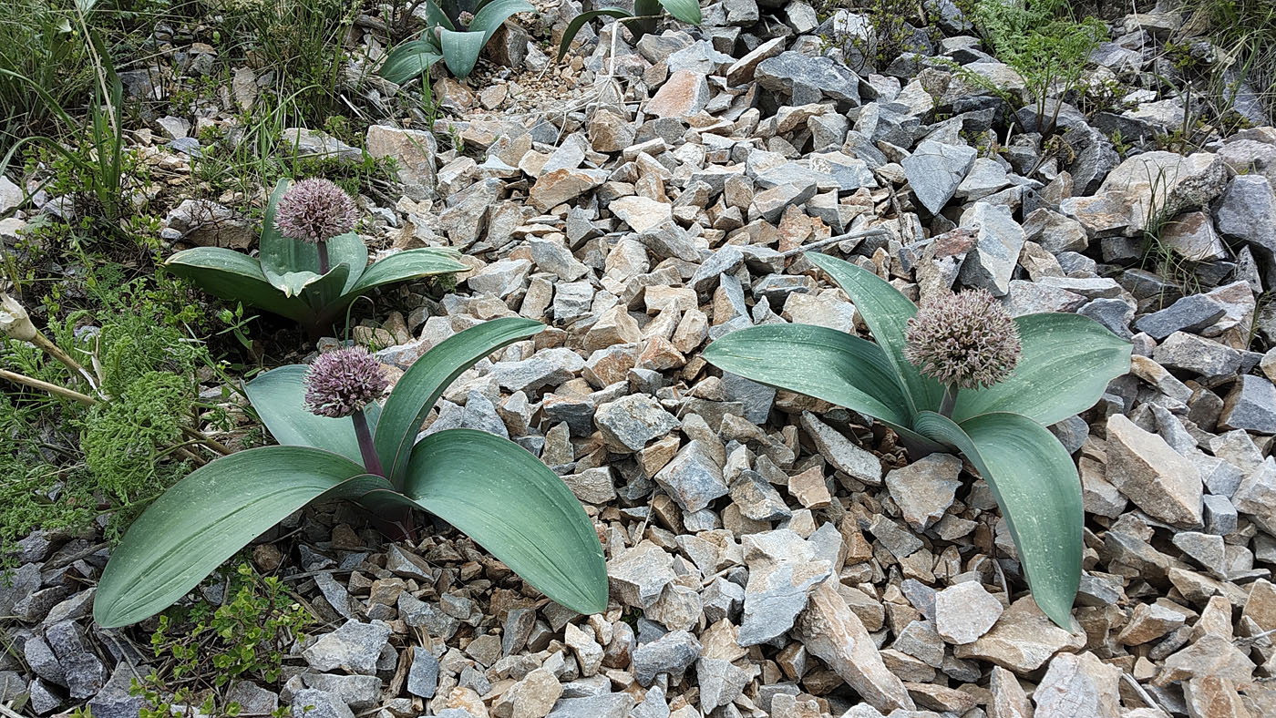 Image of Allium karataviense specimen.