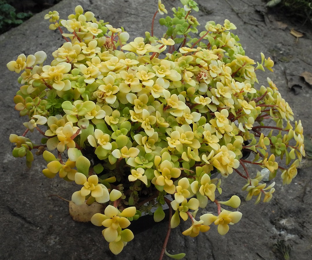 Изображение особи Sedum makinoi.