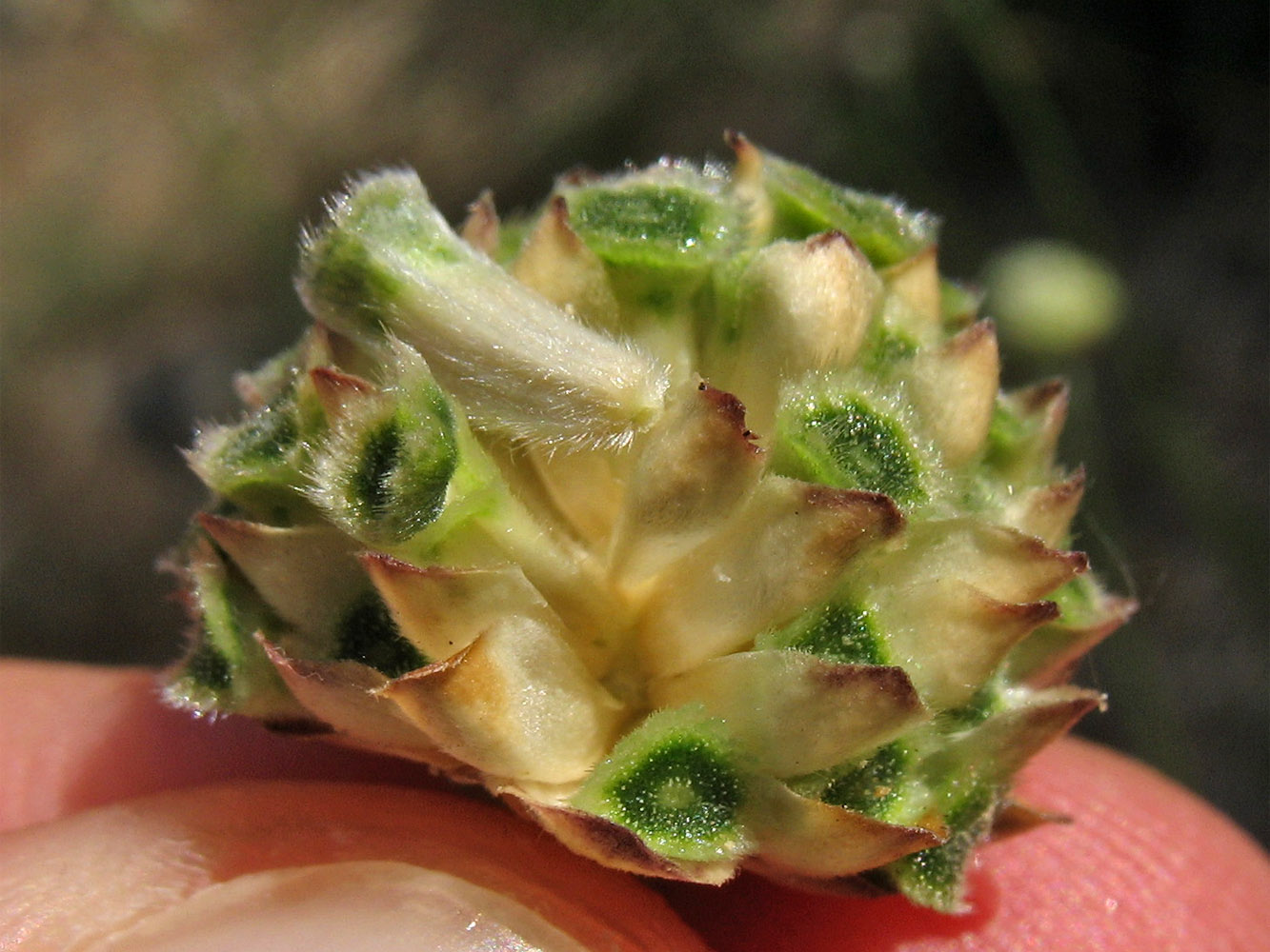 Image of Cephalaria leucantha specimen.