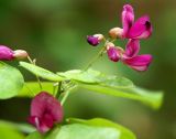 Lespedeza bicolor. Соцветие. Приморский край, Ольгинский р-н, 6 км Ю-В с. Милоградово, бух. Красная Скала. 12.08.2009.