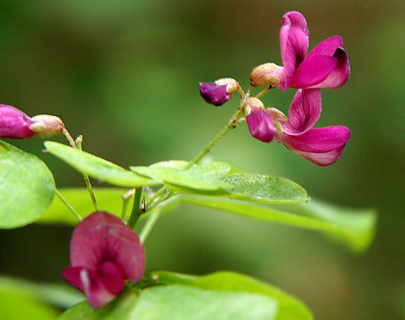 Изображение особи Lespedeza bicolor.