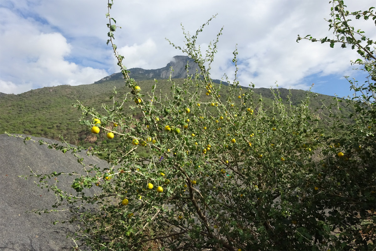 Изображение особи Solanum arundo.