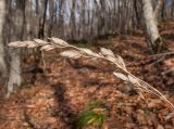Dactylis glomerata. Верхушка побега с соплодием. Краснодарский край, м/о г. Новороссийск, гора Рябкова, дубово-грабовый лес. 14.11.2015.