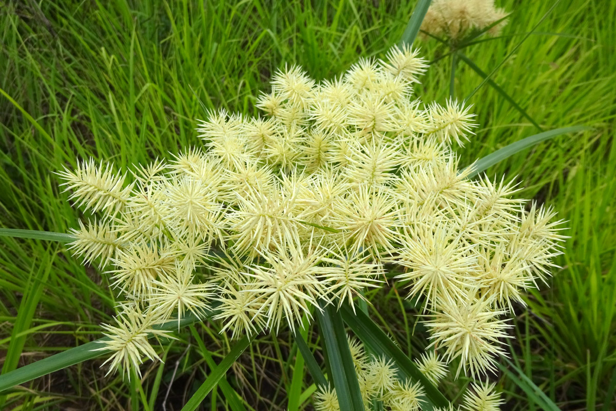 Изображение особи Cyperus hemisphaericus.