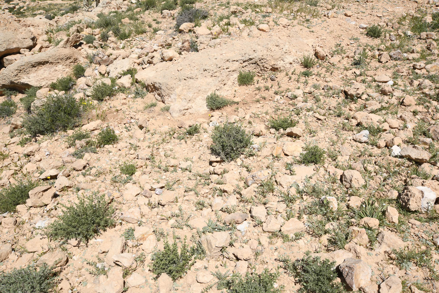 Изображение особи Artemisia sieberi.