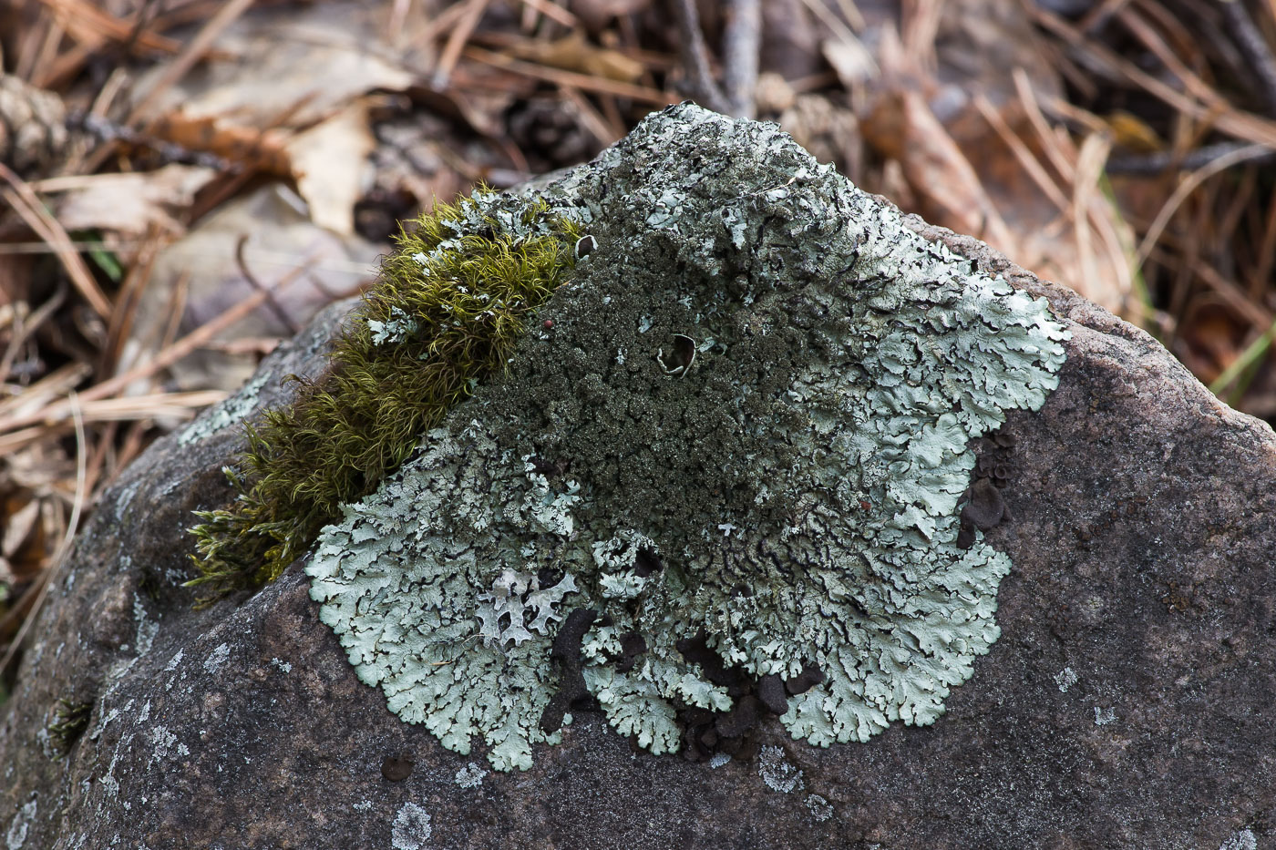 Image of Xanthoparmelia conspersa specimen.