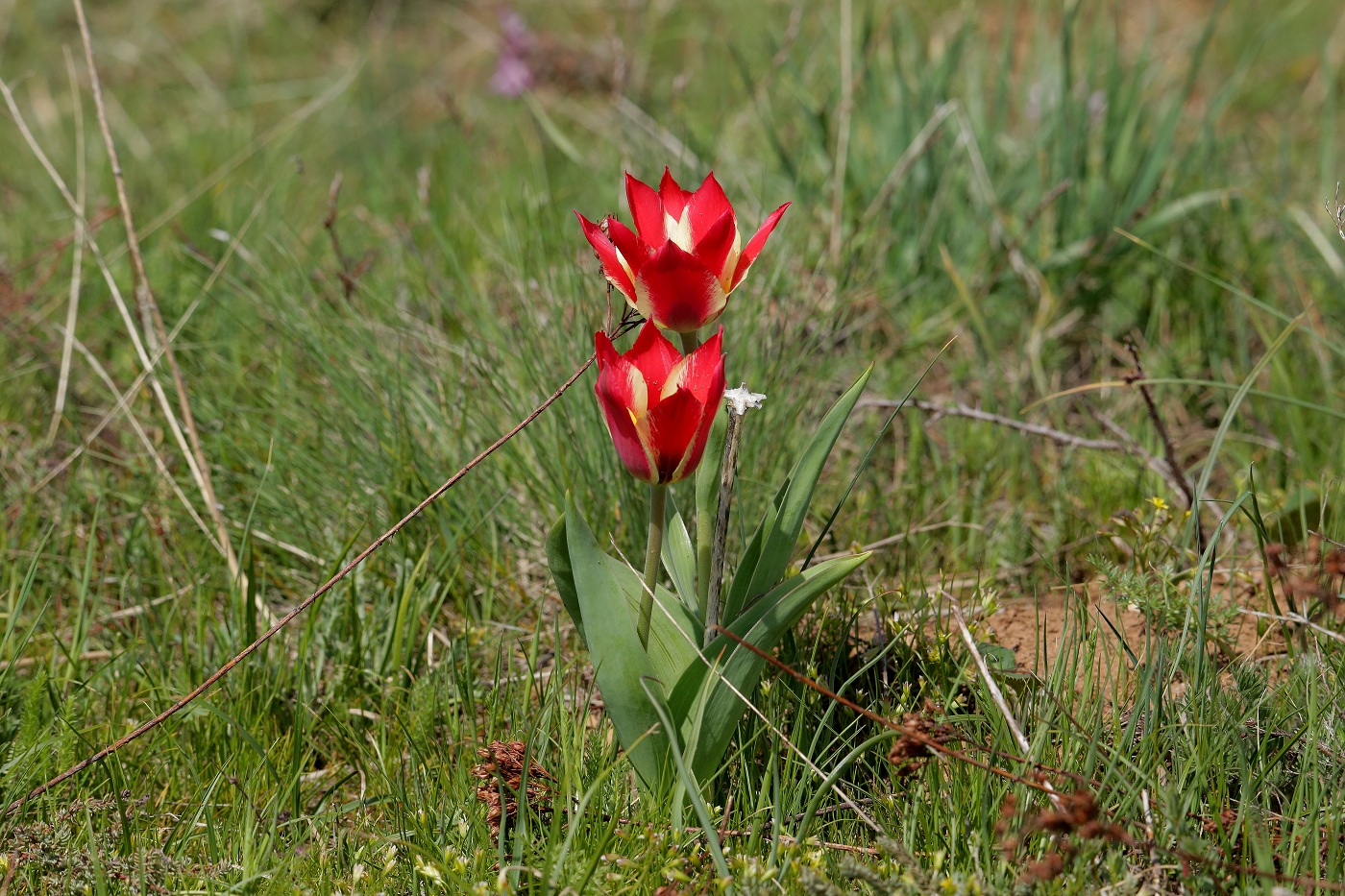 Изображение особи род Tulipa.