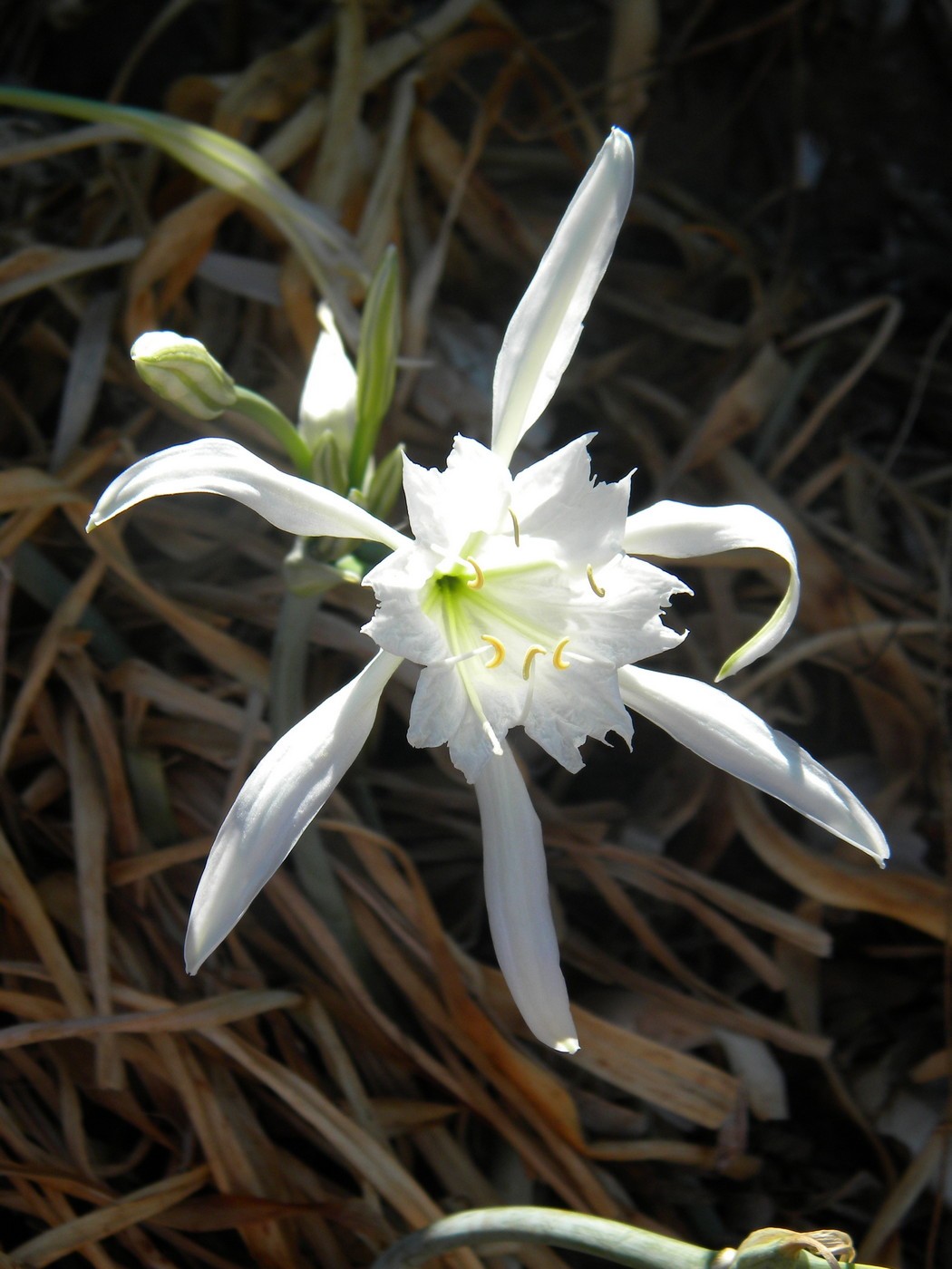 Изображение особи Pancratium maritimum.