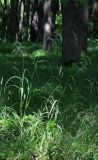 Bromopsis inermis. Отцветающие растения. Тульская обл., окр. пос. Дубна, опушка лиственного леса Просек. 25.06.2020.