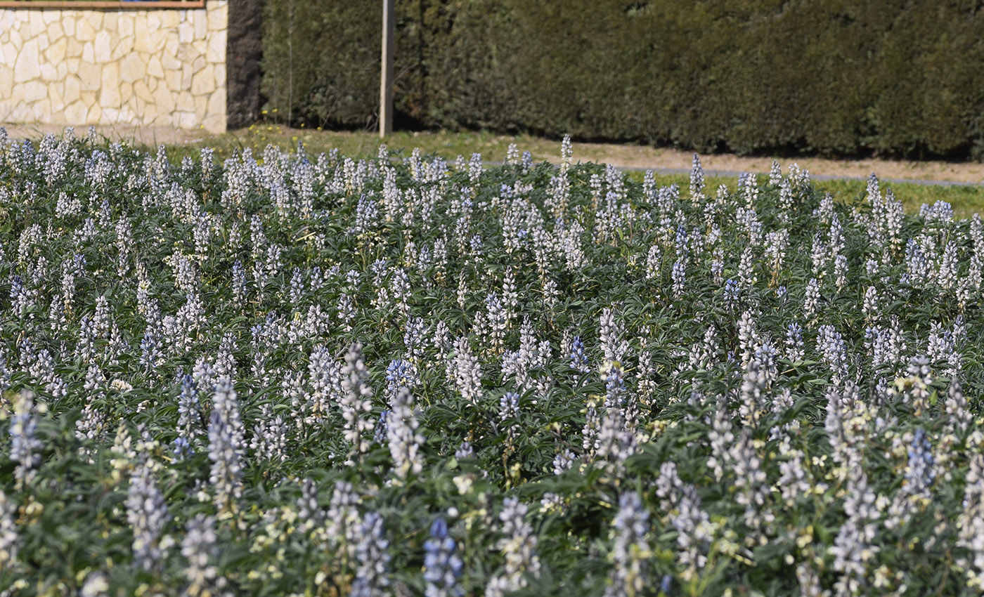 Изображение особи Lupinus albus.