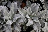 familia Asteraceae